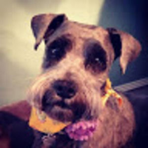 Meet your Posher, Leslie